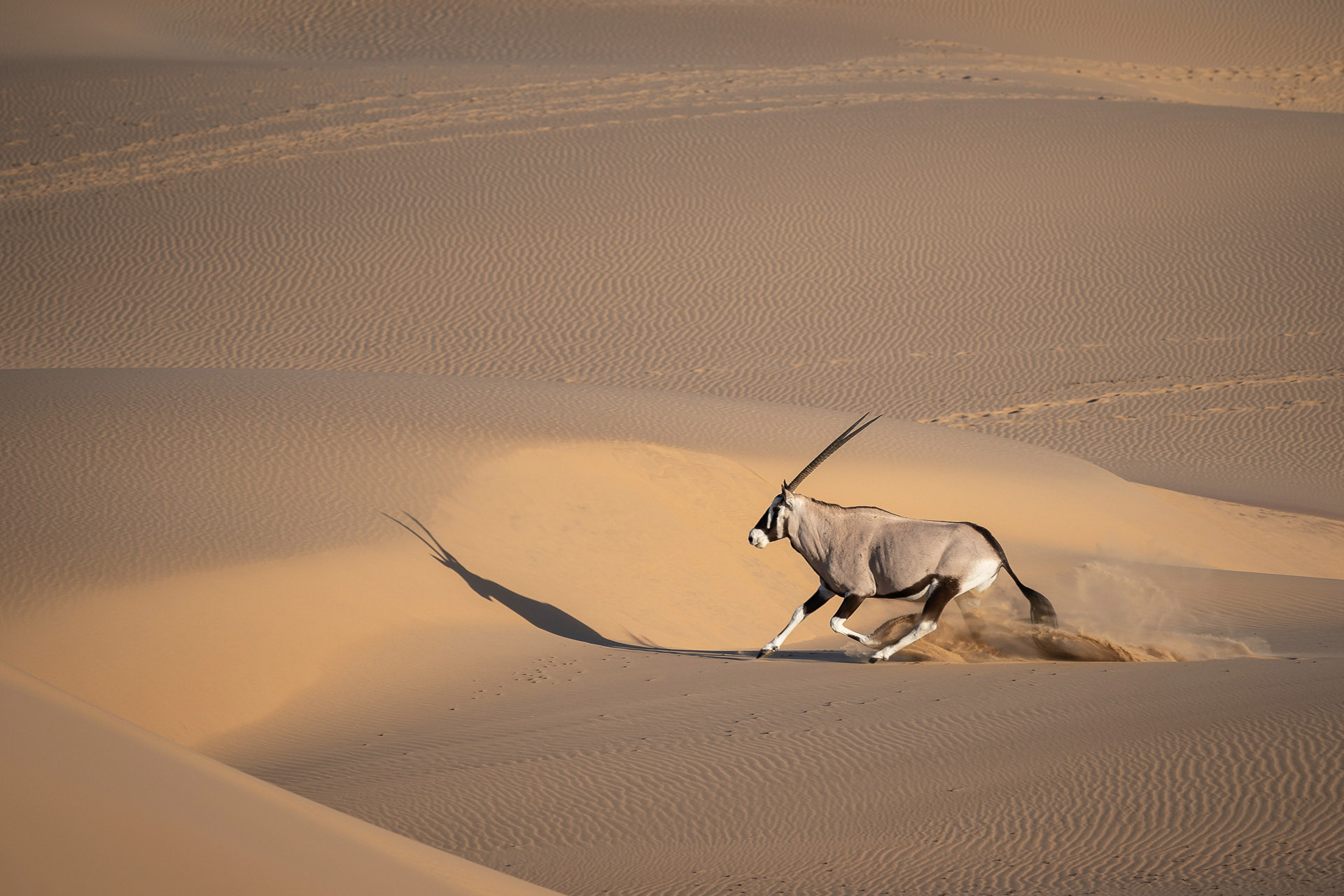 Wilderness Serra Cafema Namibia Oryx Running