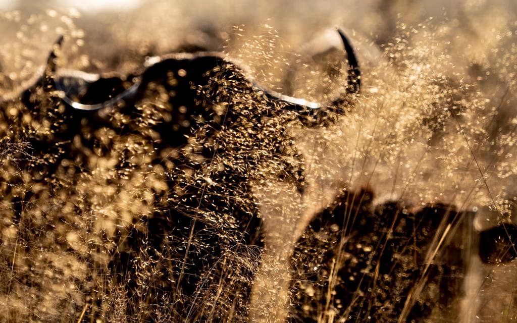 Close-up silhouette of an African buffalo hidden in sunlit, golden-brown tall grass and seed heads, emphasizing texture and light.