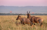 Antelope seen on safari with hot air balloons in the background in the Mara, Kenya