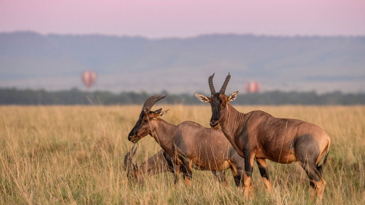 Antelope seen on safari with hot air balloons in the background in the Mara, Kenya