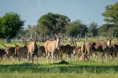 Wilderness Hwange Wildlife Eland