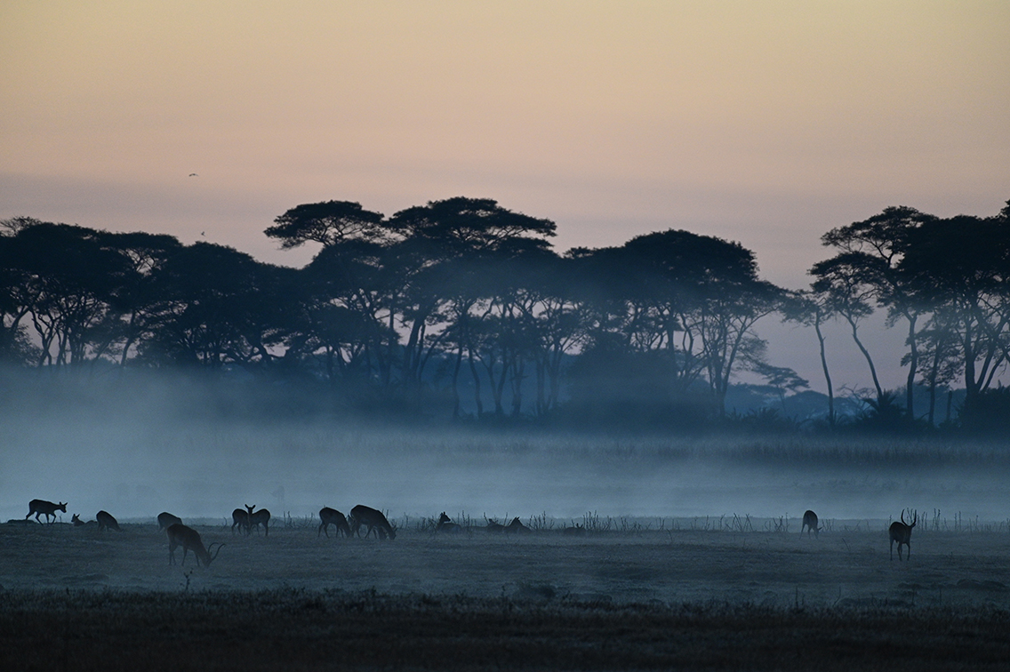 Wilderness Zambia landscapes floodplains covered in mist
