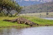 A large Nile crocodile on the banks of Lake Rwanyakazinga about to re-enter the water
