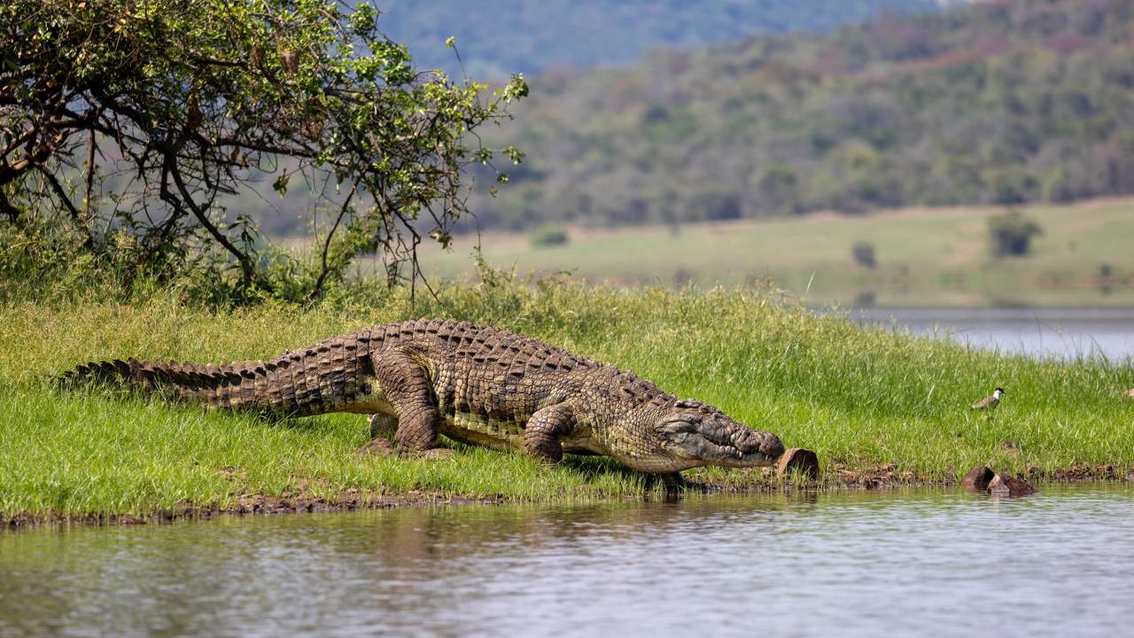 A large Nile crocodile on the banks of Lake Rwanyakazinga about to re-enter the water