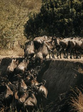 Thousands of wildebeest making a river crossing in Tanzania