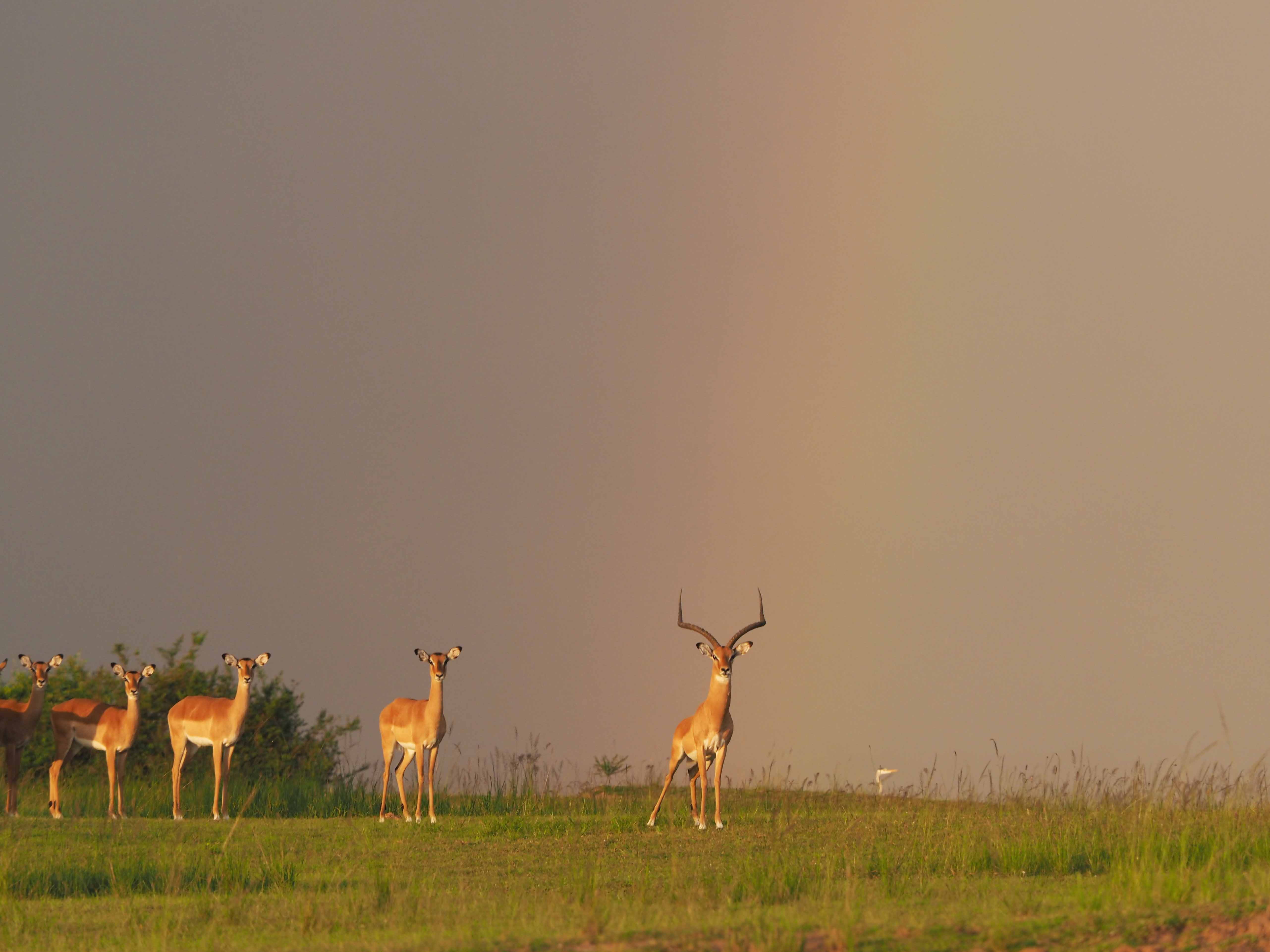 Panoramic African safari landscape showcasing untamed wilderness puku antelopes standing by a rainbow
