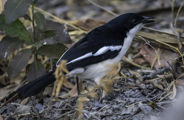 A side profile of a Swamp Boubou, a medium-sized bird with glossy black plumage