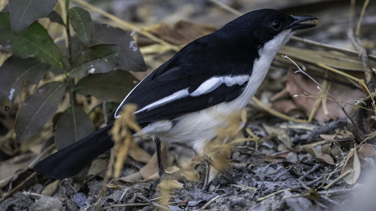 A side profile of a Swamp Boubou, a medium-sized bird with glossy black plumage