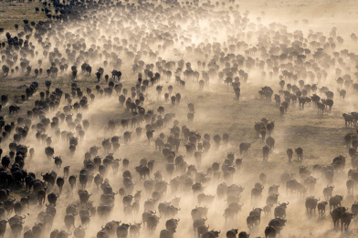 A large herd of buffalos is migrating across a dusty landscape, dust kicked up into the air.