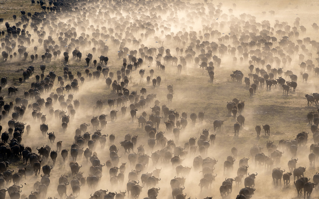 A large herd of buffalos is migrating across a dusty landscape, dust kicked up into the air.