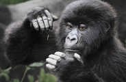 Mountain Gorilla at Wilderness Bisate Rwanda