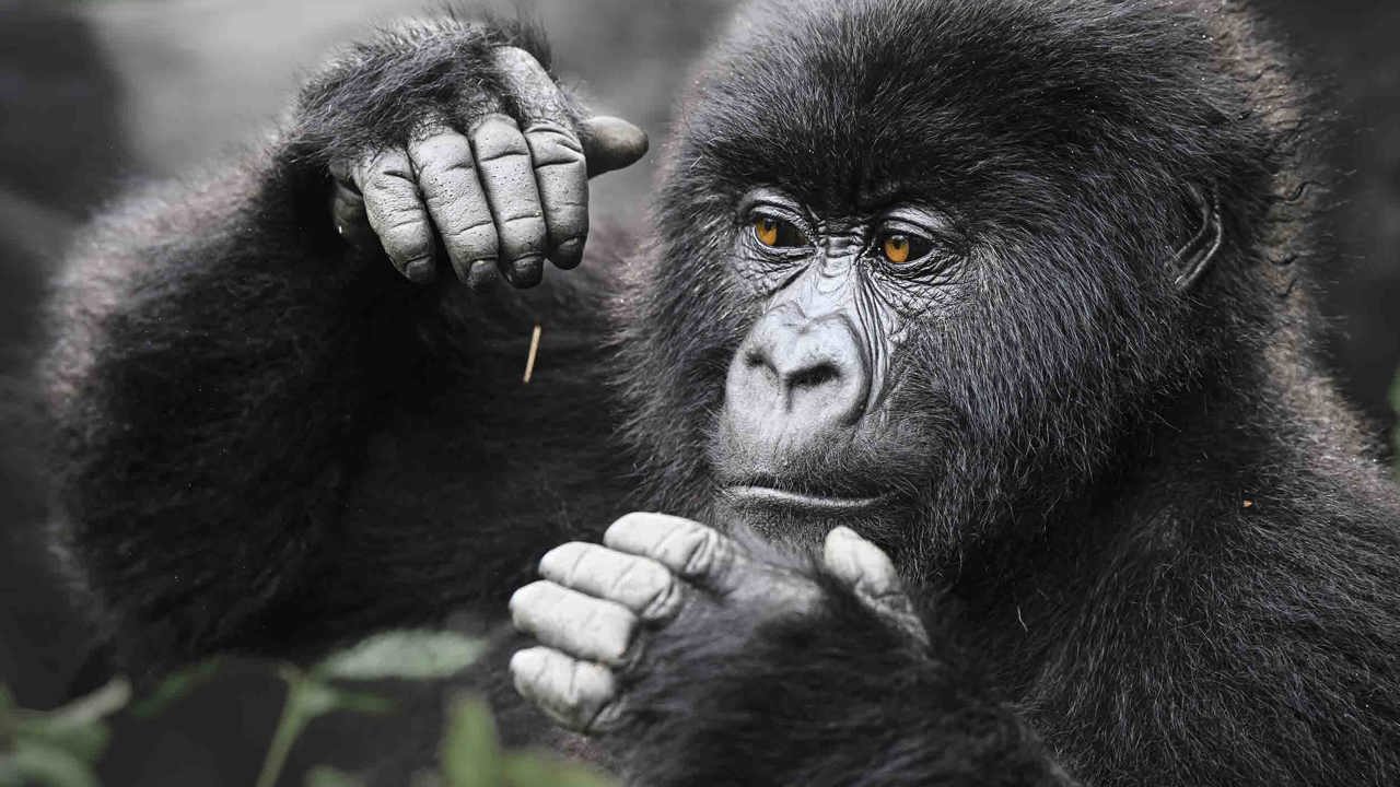 Mountain Gorilla at Wilderness Bisate Rwanda