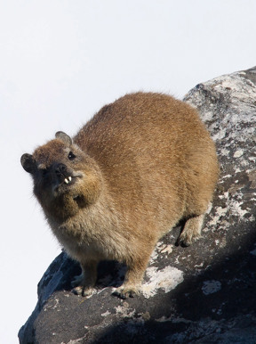 South Africa Wildlife Hyrax
