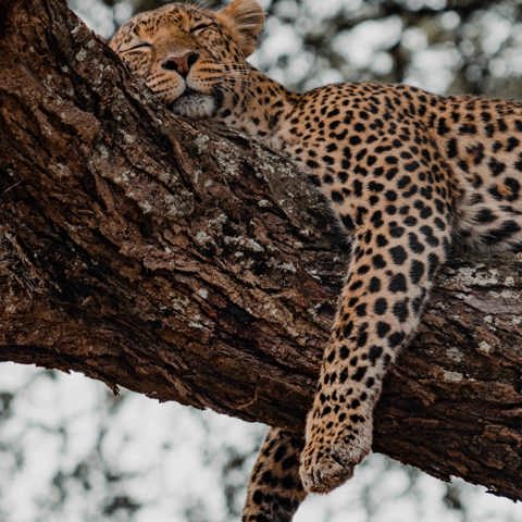 Wilderness Tanzania Intro