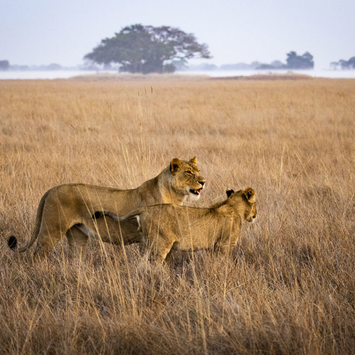 Wilderness Busanga Bush Camp Zambia Lioness And Cub
