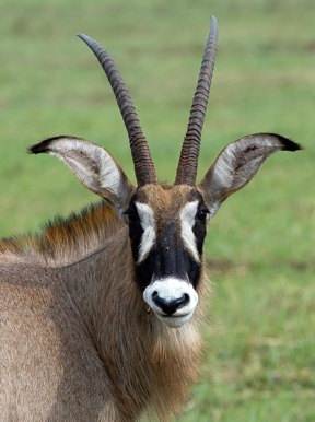 Wilderness Shumba Zambia Wildlife Roan