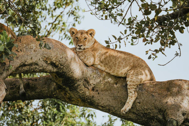 Masai Mara & Serengeti