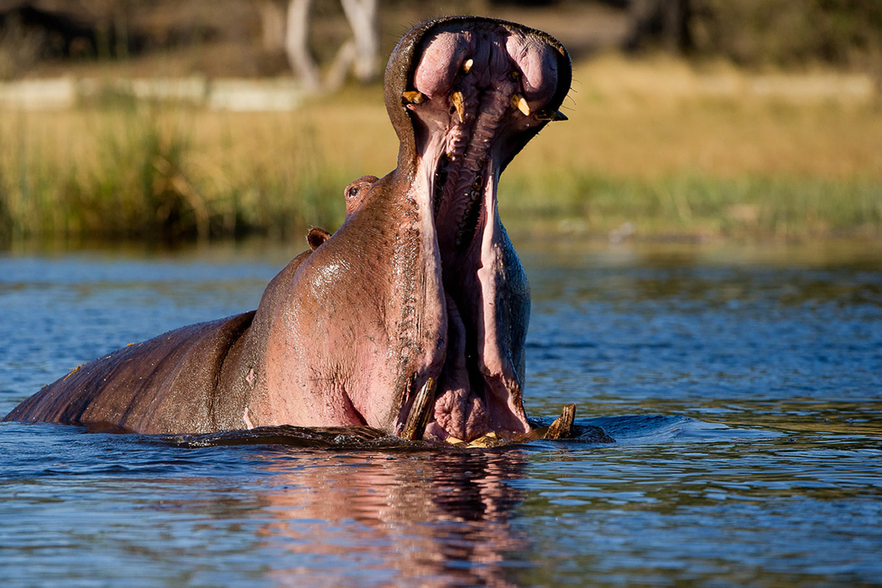 Wilderness Botswana Okavango Delta