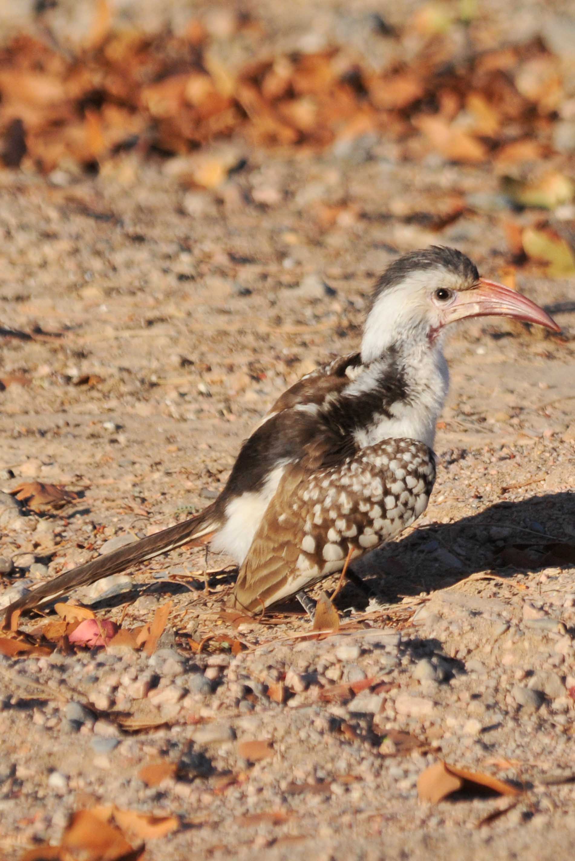 Doro Nawas Camp Namibia Wildlife Damaraland Hornbill