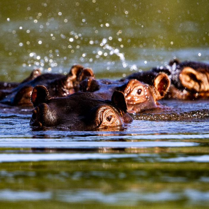 Wilderness Toka Leya Zambia Zambezi River Hippo