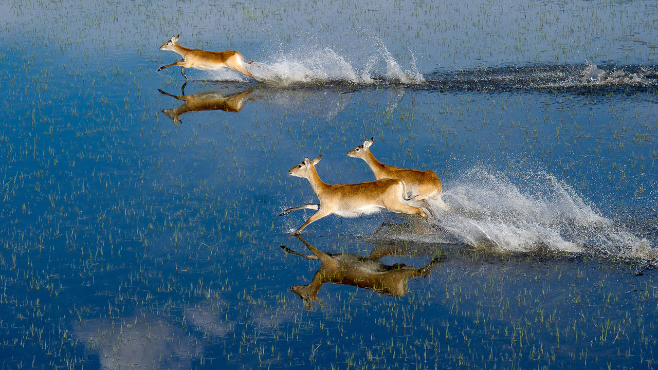 Wilderness Jao Camp Lechwe