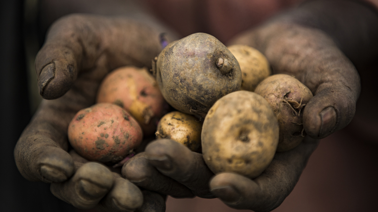 Potato farming in Rwanda Wilderness Sustainability
