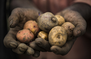 Potato farming in Rwanda Wilderness Sustainability