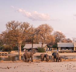 A herd of elephant in the middle distance drinking at a waterhole with a tented camp in the background