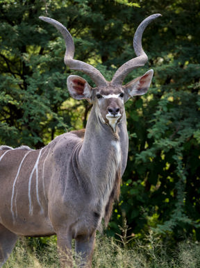 Wilderness Little Mombo Botswana Wildlife Kudu