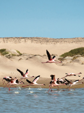 Wilderness Hoanib Skeleton Coast Namibia Activities Coastal Excursion