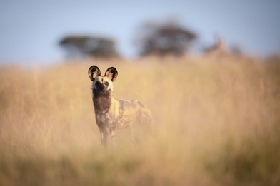African wild dog at Wilderness Linkwasha Zimbabwe