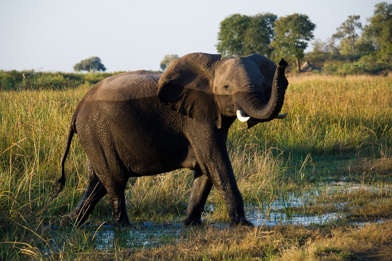 An elephant crossing a channel with its trunk raised