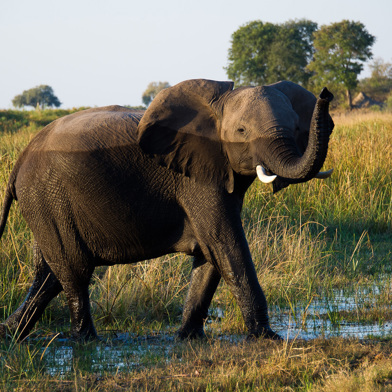An elephant crossing a channel with its trunk raised
