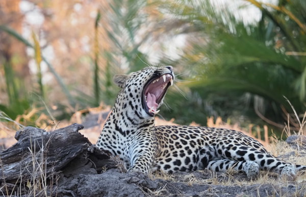 Full yawning from Leopard in Kafue Wilderness