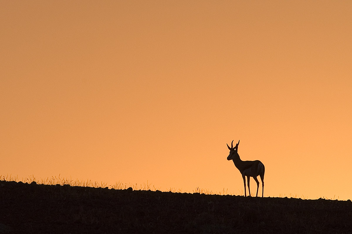 Springbok in the Namibia desert 