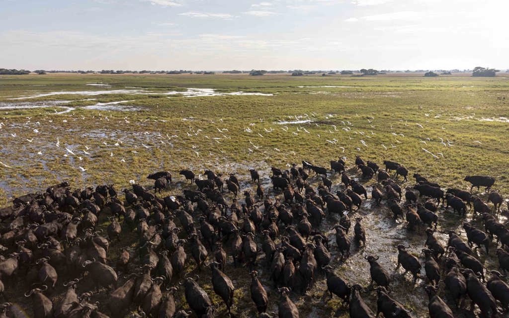 Herd of Buffalo Kafue National Park