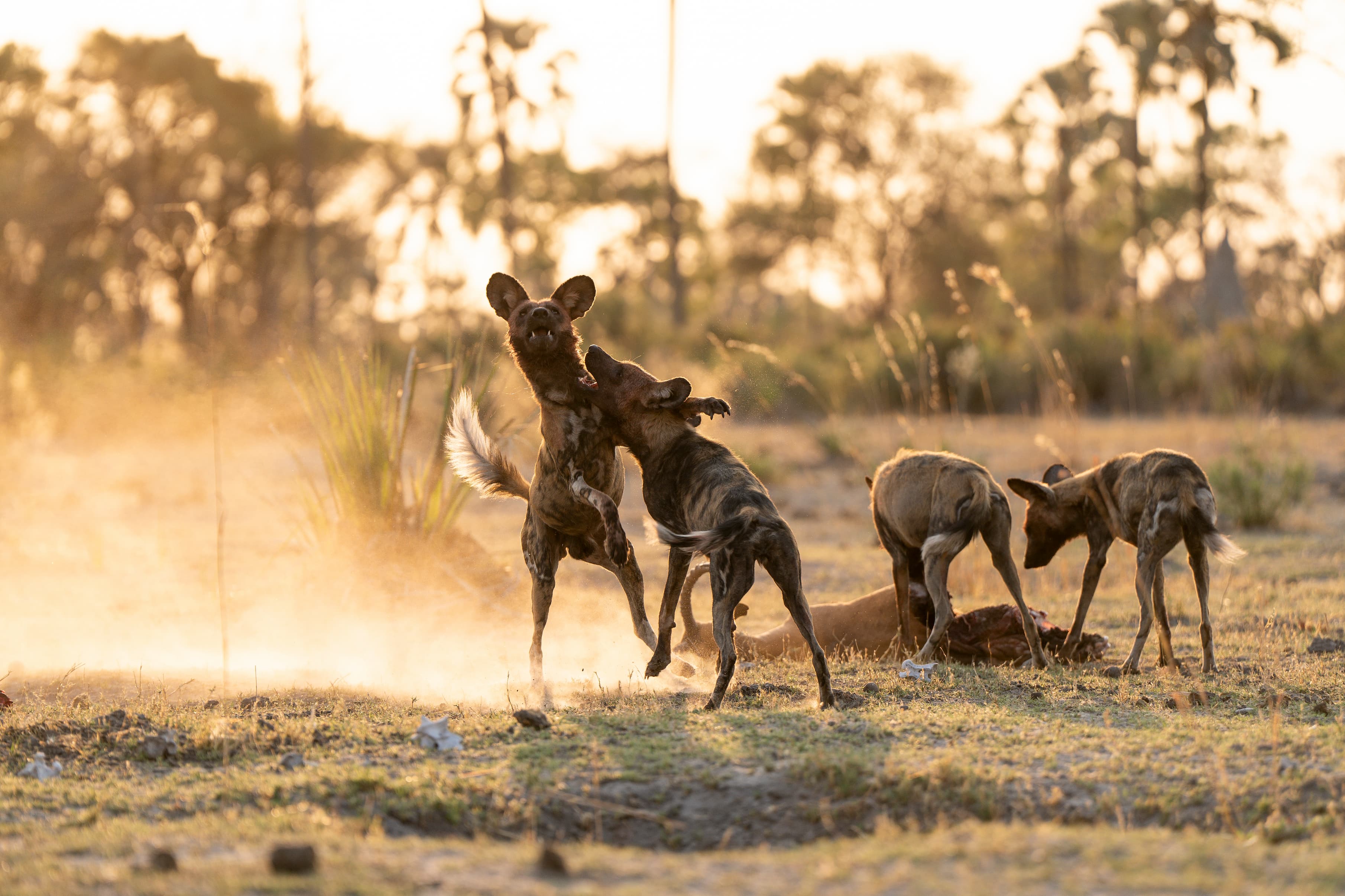 Two African Wild Dogs (Painted Dogs) standing on hind legs, play-fighting in a cloud of dust and golden light with other pack members in the background at sunset.