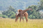 Two Masai giraffes in the midst of a fight where the hit eachother with their heads and long necks