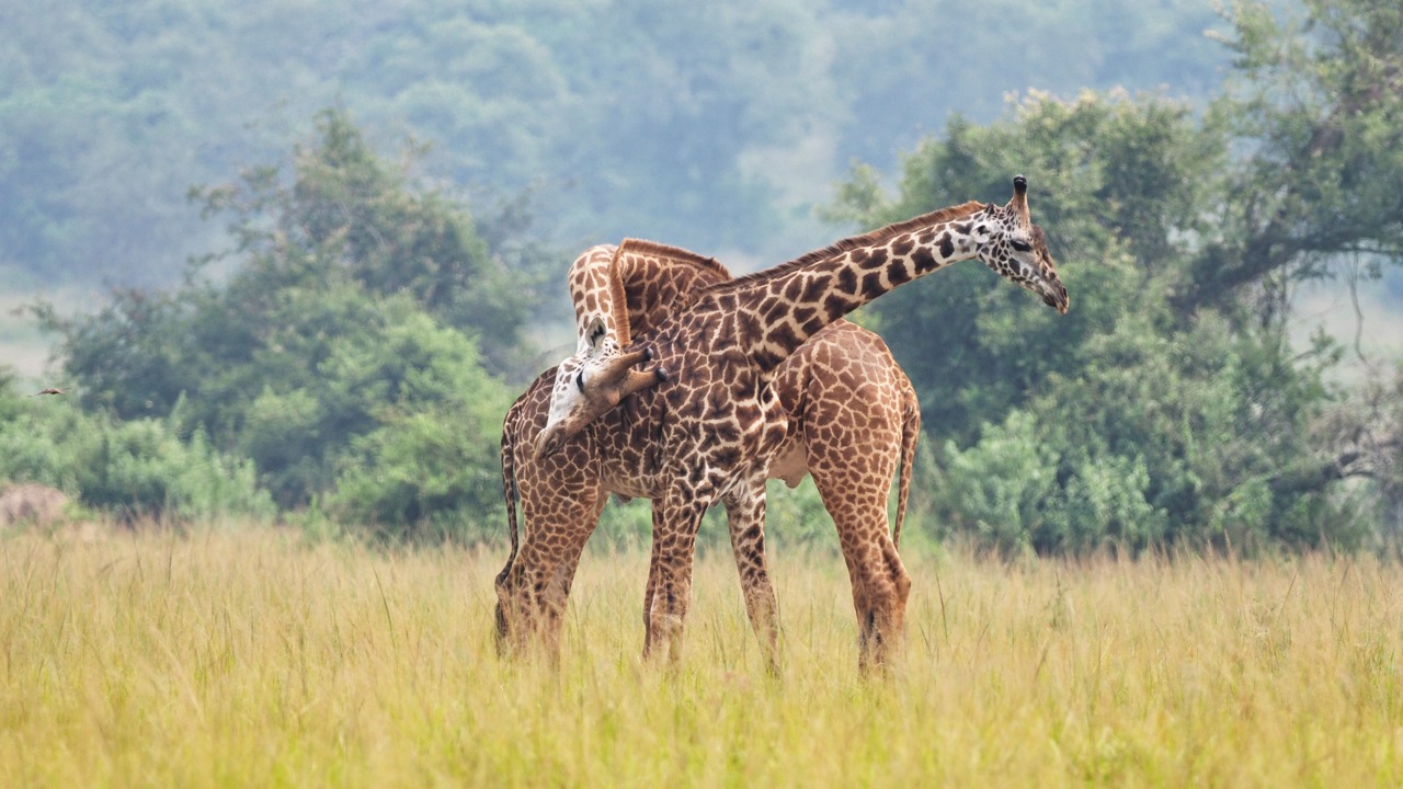 Two Masai giraffes in the midst of a fight where the hit eachother with their heads and long necks