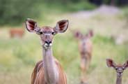 Female Kudu at Wilderness Mombo Botswana