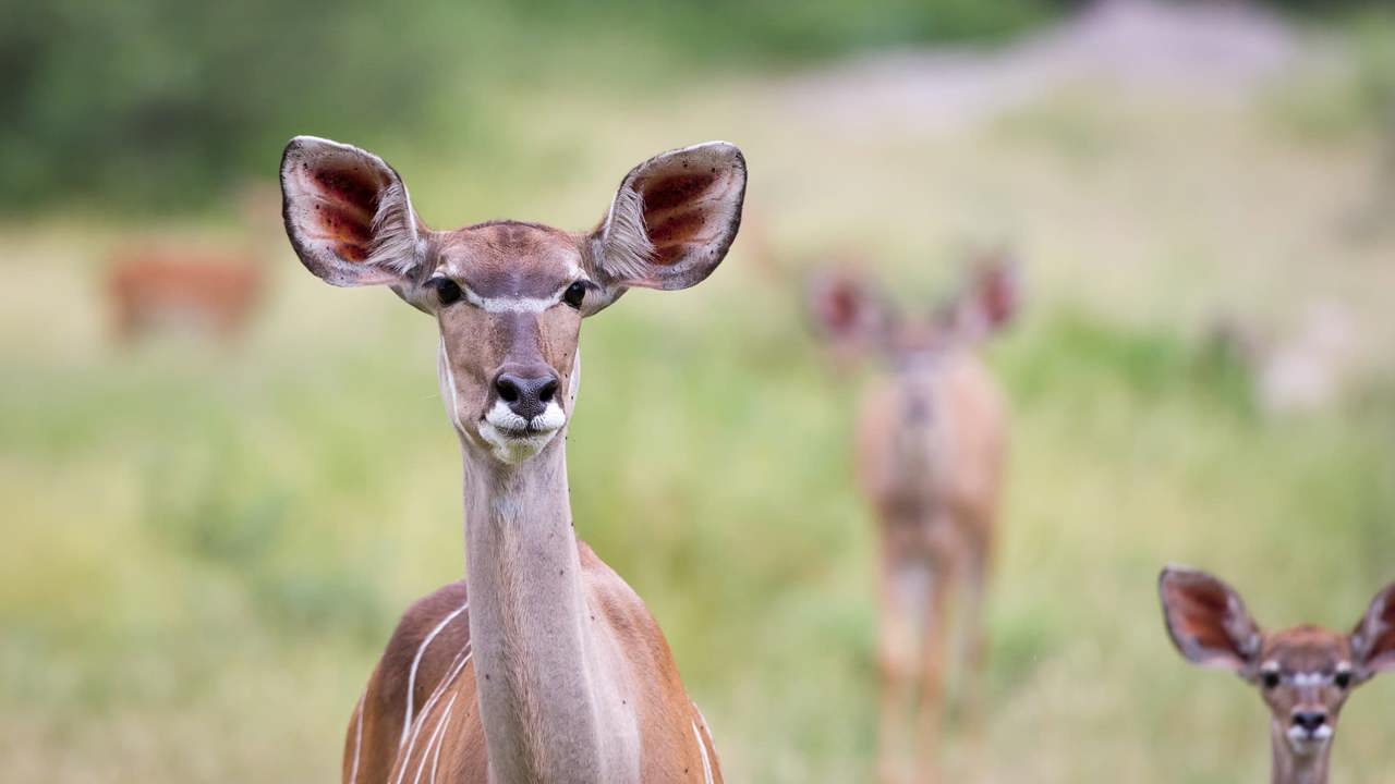 Female Kudu at Wilderness Mombo Botswana