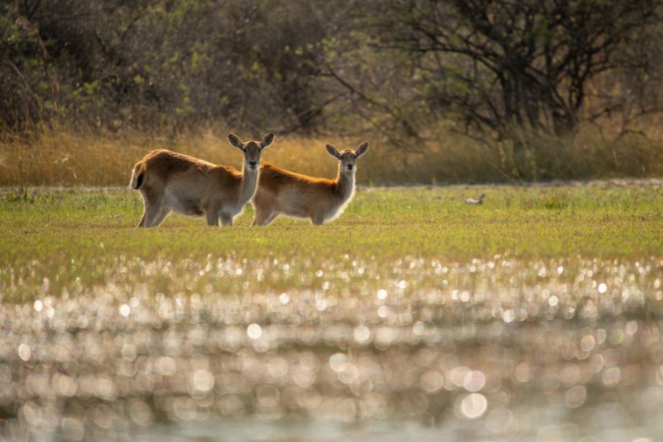 Two female puku in the shallowing waters of the Okavango Delta during August. The best place to avoid predators is for antelope to surround themselves with water
