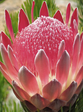 Kirstenbosch Botanical Gardens Protea Wilderness Touring