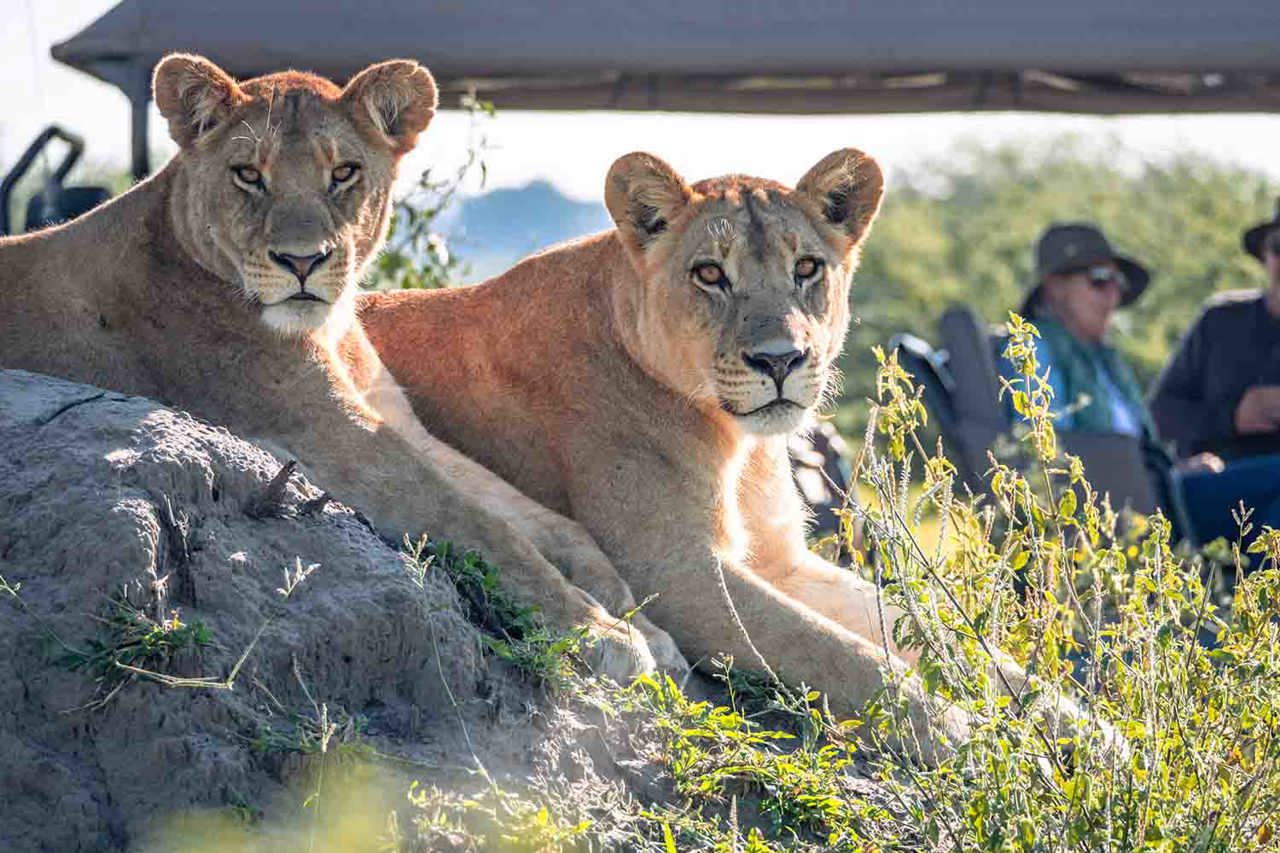 Lions spotted on a game drive at Little Mombo luxury safari camp in Okavango Delta Botswana