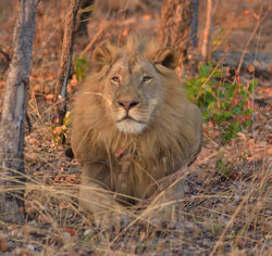 Wilderness Busanga male lion coalition