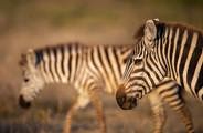 Close up of two zebra walkin in Tanzania