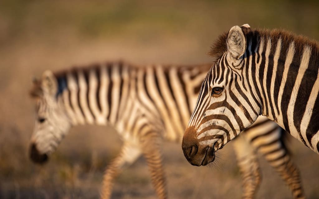 Close up of two zebra walkin in Tanzania