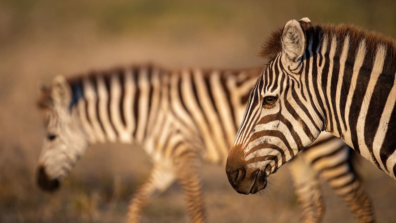 Close up of two zebra walkin in Tanzania