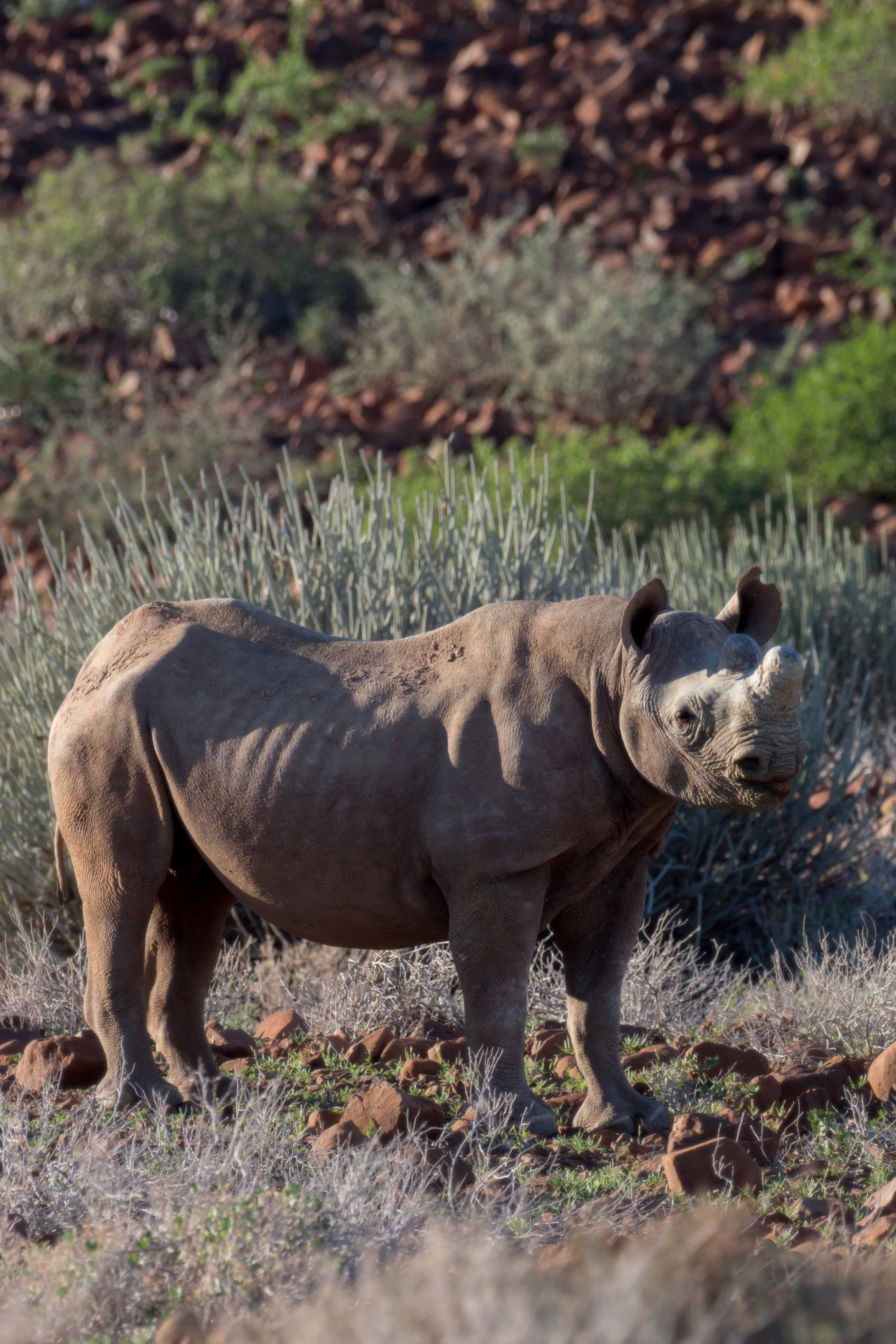 Desert Rhino Camp Namibia Wildlife Black Rhino