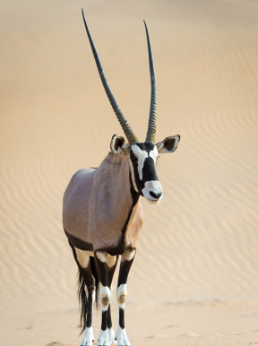 Wilderness Serra Cafema Namibia Wildlife Oryx